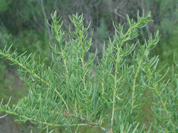 Greasewood (Sarcobatus vermiculatus)